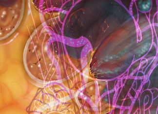 Scientists have identified a growth factor found in the kidneys that could minimise the diabetes-inducing effects of blood vessel damage