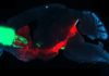 What happens in the brain of a compulsive drug user ?