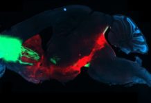 What happens in the brain of a compulsive drug user ?