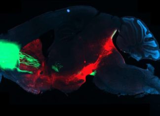 What happens in the brain of a compulsive drug user ?