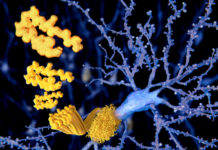 Combining low doses of a toxic herbicide with sugar-binding proteins called lectins may trigger Parkinsonism