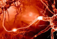 FraX is the most common cause of genetic mental retardation and a variant of the autistic spectrum