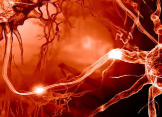 FraX is the most common cause of genetic mental retardation and a variant of the autistic spectrum