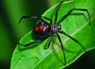 Being bitten by a black widow spider means losing the ability to pee