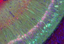 Researchers discover abundant source for neuronal cells – the nose
