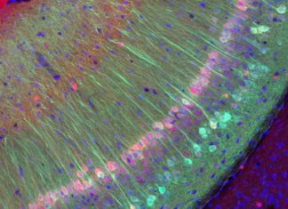 Researchers discover abundant source for neuronal cells – the nose