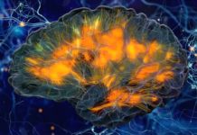 Older adults : Study links nutrients in blood to better brain connectivity