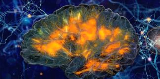 Older adults : Study links nutrients in blood to better brain connectivity
