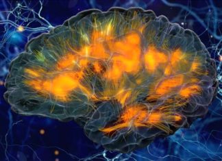 Older adults : Study links nutrients in blood to better brain connectivity