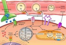 Statins reduce beneficial brown adipose tissue