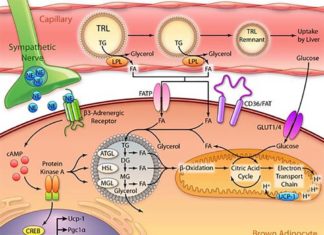 Statins reduce beneficial brown adipose tissue