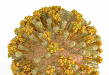 A live vaccine genetically engineered from a common measles vaccine promises to be effective against the chikungunya virus