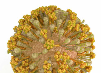 A live vaccine genetically engineered from a common measles vaccine promises to be effective against the chikungunya virus