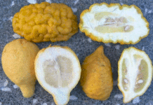 Spread of citron in Mediterranean regions was facilitated by its adoption in Jewish culture