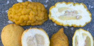 Spread of citron in Mediterranean regions was facilitated by its adoption in Jewish culture