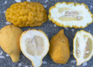 Spread of citron in Mediterranean regions was facilitated by its adoption in Jewish culture