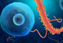 Researchers has developed a faster test for the Ebola virus