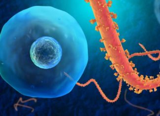 Researchers has developed a faster test for the Ebola virus