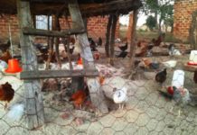 Small-scale farming in developing countries may have a large impact on antibiotic resistance