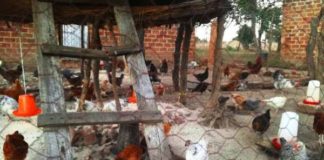 Small-scale farming in developing countries may have a large impact on antibiotic resistance