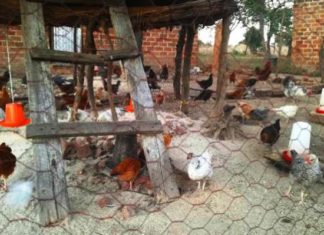 Small-scale farming in developing countries may have a large impact on antibiotic resistance