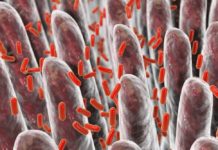 Sugar can silence a key protein required for colonization by a gut bacterium associated with lean and healthy individuals