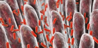 Sugar can silence a key protein required for colonization by a gut bacterium associated with lean and healthy individuals