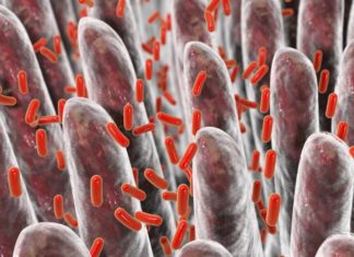 Sugar can silence a key protein required for colonization by a gut bacterium associated with lean and healthy individuals