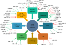 The recent discovery of microRNAs as key regulators of biological processes has fueled an explosion of research activity into their function in health and disease