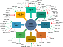 The recent discovery of microRNAs as key regulators of biological processes has fueled an explosion of research activity into their function in health and disease