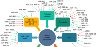 The recent discovery of microRNAs as key regulators of biological processes has fueled an explosion of research activity into their function in health and disease