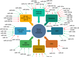 The recent discovery of microRNAs as key regulators of biological processes has fueled an explosion of research activity into their function in health and disease
