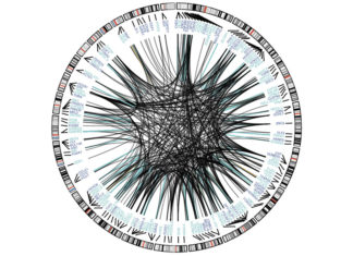 Scientists find roots of neuropsychiatric diseases
