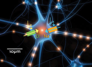 Treat muscle tremor : Optogenetic technique could help restore limb movement