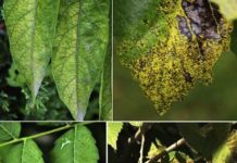 Pollutants from wild fires affect crop and vegetation growth hundreds of kilometres from impact zone