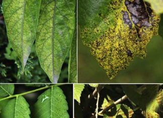 Pollutants from wild fires affect crop and vegetation growth hundreds of kilometres from impact zone