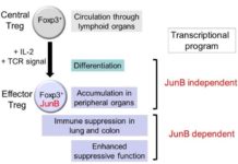 Scientists have discovered that JunB promotes immunosuppressive functions of effector regulatory T cells in colon and lungs