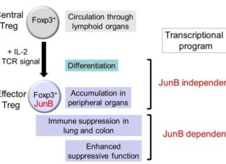 Scientists have discovered that JunB promotes immunosuppressive functions of effector regulatory T cells in colon and lungs