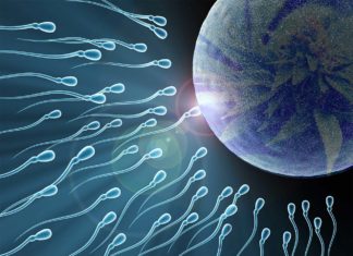 Cannabis use affects the genetic profile in sperm