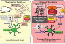 The immune cells of the brain, called microglia, hold unique signatures of chronic stress that make more sensitive to future stressful experiences, evident by increased anxiety and immune responses