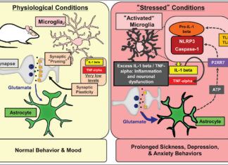 The immune cells of the brain, called microglia, hold unique signatures of chronic stress that make more sensitive to future stressful experiences, evident by increased anxiety and immune responses