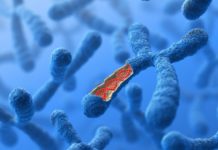 Women outlive men – Why ? : two X chromosomes and ovaries