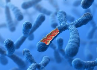 Women outlive men – Why ? : two X chromosomes and ovaries