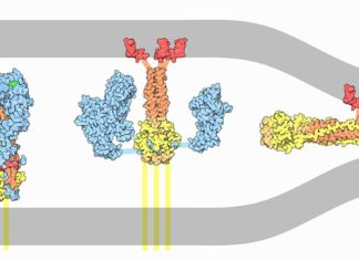 Researchers have discovered that antibodies that may form the basis of a universal flu vaccine