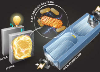 A microfluidic technique quickly sorts bacteria based on their capability to generate electricity