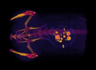 Bladder problems : implantable device uses light to treat it