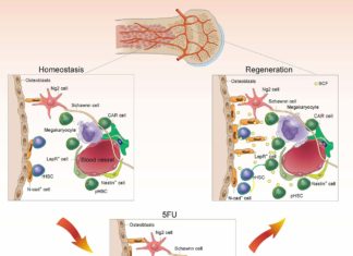 Bone marrow : Scientists have identified a backup system