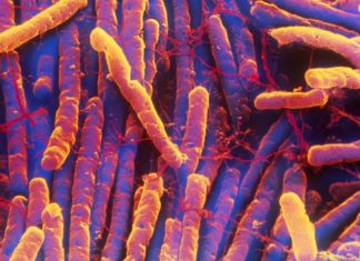 New antibiotic is able to fighting deadly drug resistant bacteria in intestines