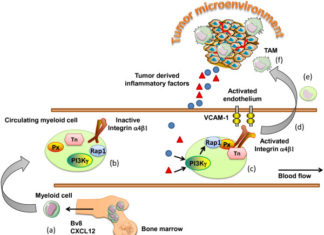 Cancerous tumors trick myeloid cells – Research team have discovered a potential therapy