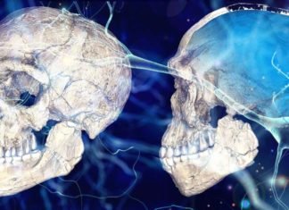 Dimensions of the head and brain: the scientists discovered the genes involved